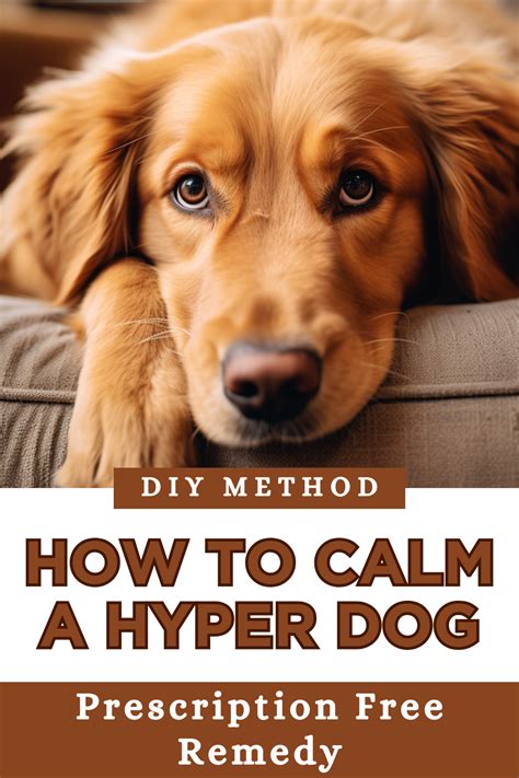 What Can You Give Hyper Dogs To Calm Them Down
