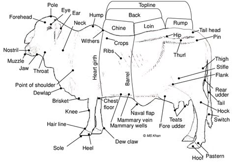 Parts Of A Dairy Cow Diagram - All About Cow Photos