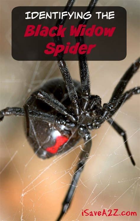 How Do We Identify Black Widow Spider Black Widow Spider Identification Owlcation The Black