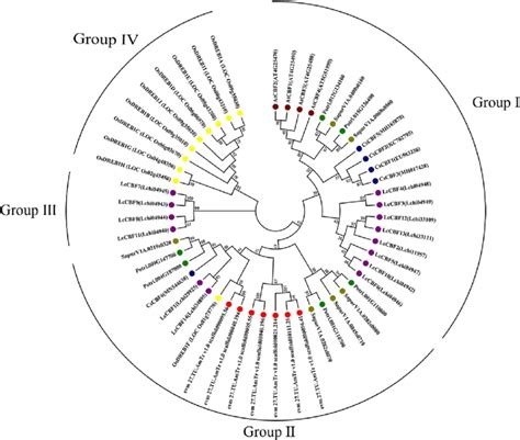 Phylogenetic Analysis Of Cbf Proteins In Seven Species The Number At