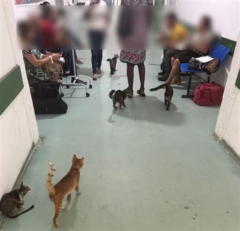 V Deo Gatos Circulam Pelo Hospital Regional De Floriano Situa O