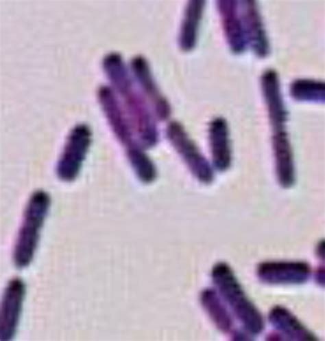 Gram Stain Morphology Flashcards Quizlet