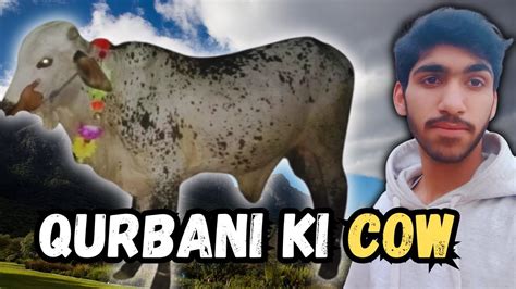 Qurbani Ke Liye Cow Le Li Mandi Ka Khoobsurat Janwar Explore