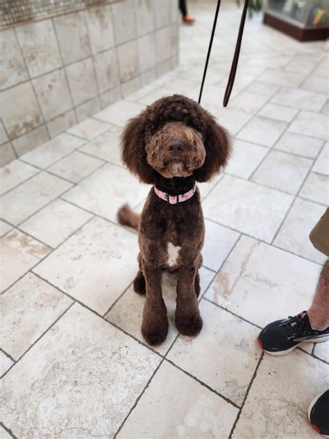 Before And After Grooming Rgoldendoodles