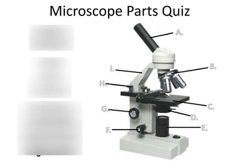 Microscope Pe Hematology Review Diagram Quizlet