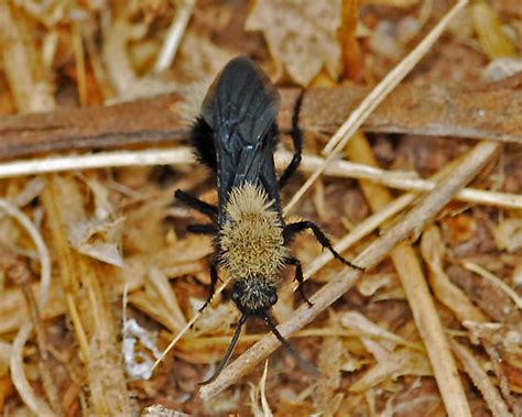 Velvet Ant Dasymutilla Sackenii Bugguide Net