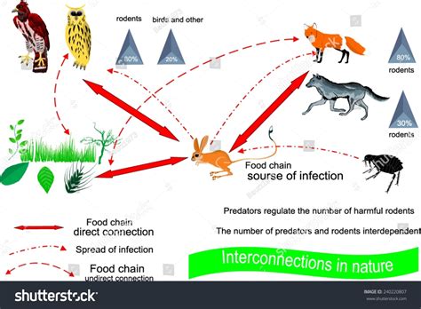 Infographics Showing Relationship Predator Prey Stock Vector Royalty