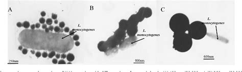 Figure 1 From Immunomagnetic Nanobeads Based On A Streptavidin Biotin