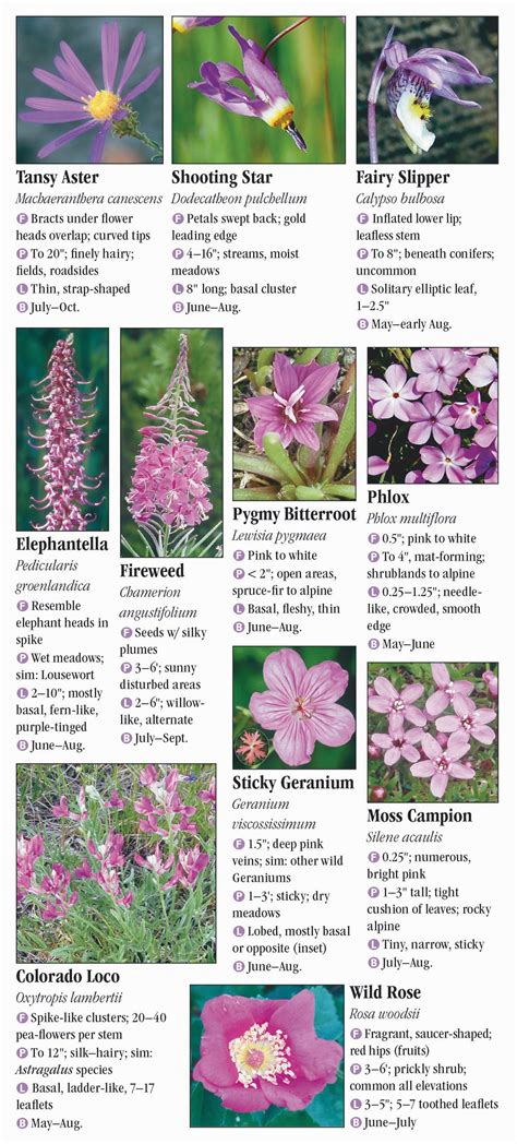 Wildflowers Of The Southern Rocky Mountains Quick Reference