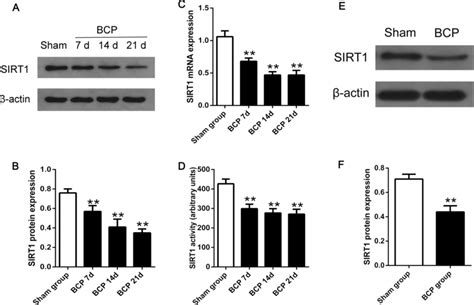 Time Course Of Sirt Expression And Activity In The Spinal Cord And