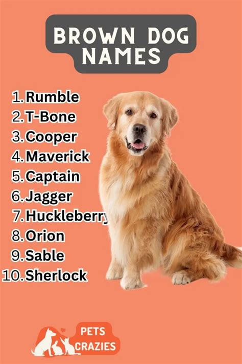 200+ Brown Dog Names - Cute & Rustic Choices