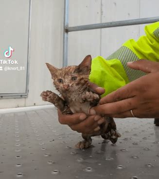 Update Lilo The Orange Kitten Is Saved From Drowning In A Flooded