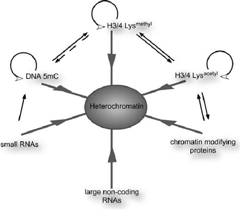 Epigenetic Modifications And Mechanisms Leading To Heterochromatin