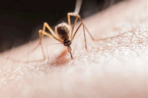 8 Telltale Signs of a Mosquito Bite Allergy - Biid.org