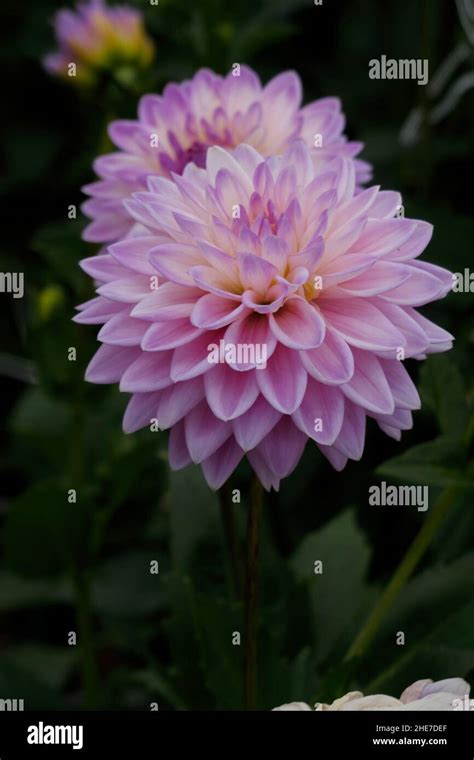 Light Purple Pink Pompon Ball Dahlia Tubers Flower In A Garden Of