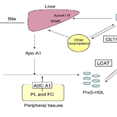 Shows Reverse Cholesterol Transport And Maturation Of Hdl C Download Scientific Diagram