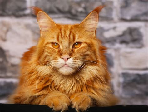 Orange Maine Coon: The Unique and Eye-Catching American Cat Breed