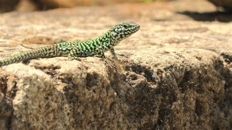 Skink Species Stock Video Footage - 4K and HD Video Clips | Shutterstock