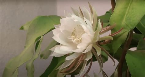 Flor De Cactus Conoce El Epiphyllum Oxypetalum Y Como Cuidarlo