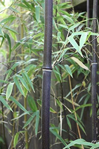 Rare Black Bamboo Seeds For Planting 50 Seeds Grow Black Bamboo