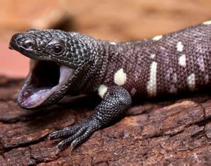 mexican beaded lizard Archives - Animal Fact Guide