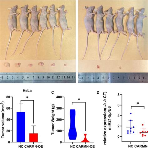 In Vivo Experiment A Nude Mice Tumor Bearing Assay B And C Tumor