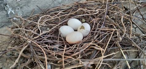 Ovos De Pombo No Ninho Imagem De Stock Imagem De Grama 245876005