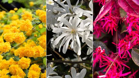 Names Of Yellow Spring Shrubs