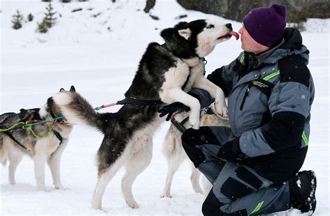 lima fakta anjing husky siberia russia