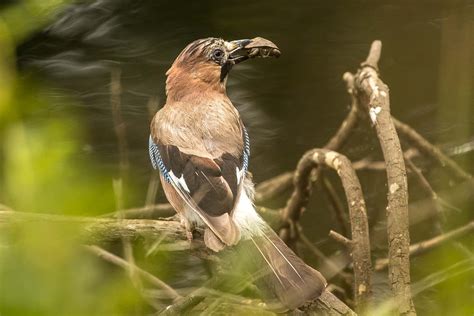 Eurasian Jay Garrulus Glandarius