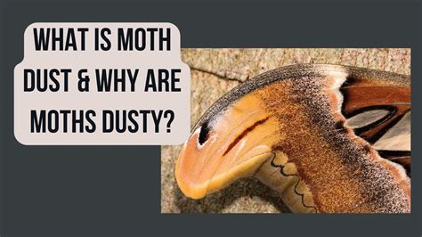 What Is Moth Dust & Why Are Moths Dusty? - YouTube