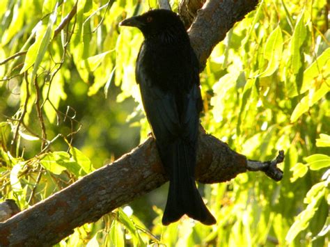 Spangled Drongo Dicrurus Bracteatus Free Photos On Creazilla