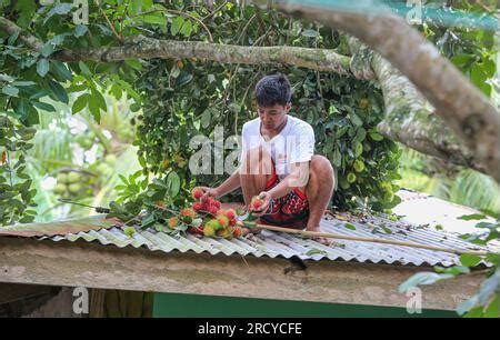 Lipa Philippines 17 juillet 2023 les cueilleurs de fruits récoltent