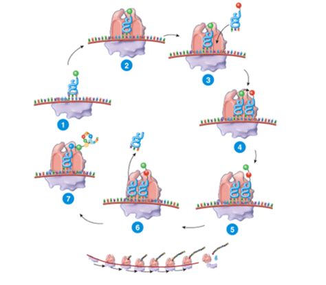 Chapter 3 Cells Flashcards Quizlet