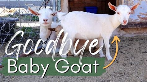 Kidding Season Recap Saying Goodbye To Our 1st Goat Baby Choosing A