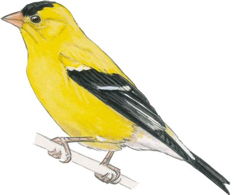 American Goldfinch Drawing At Getdrawings Free Download