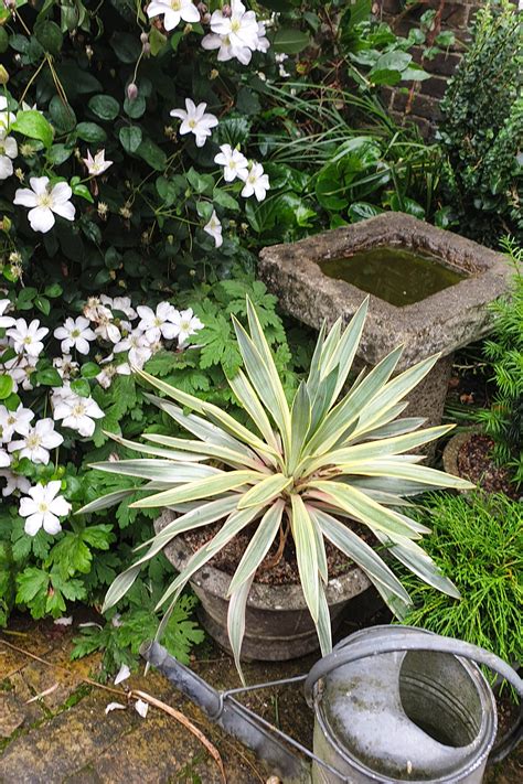 Best Plants For Large Pots All Year Round At Donald Hamel Blog