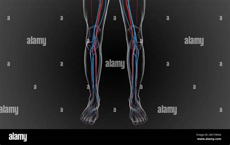 arteries carry oxygenated blood and veins carry deoxygenated blood 3D illustration Stock Photo ...