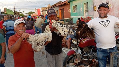 Vanio Mostrando As Novidades Da Feira De Galinhas Na Fumageira Em