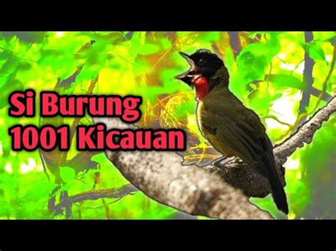 Mengenal Burung Samyong Endemik Nusa Tenggara Youtube