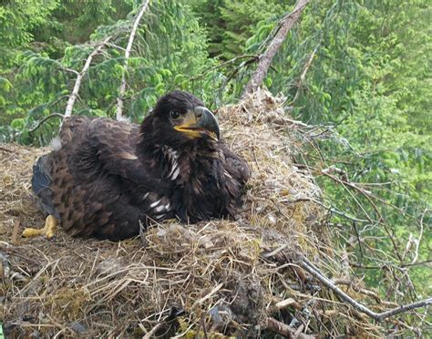 Rspb Press Launch White Tailed Eagles Mark Avery Awordpresssite