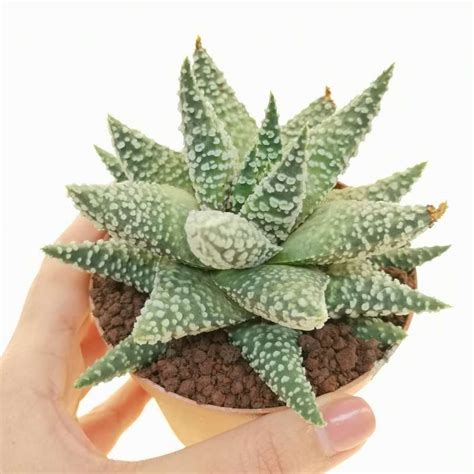 Haworthia Pumila Donut Cm Aloaceae Giromagi Vendita Piante Grasse