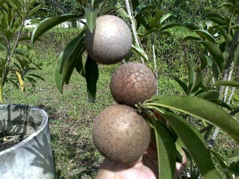 Jual Bibit Sawo Jumbo Vietnam Jumbo Cepat Berbuah Hasil Okulasi