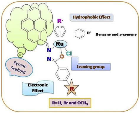 Design Of Ru Ii Arene Pyrenecarboxaldehyde Benzhydrazone Complexes