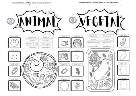 Célula Animal E Vegetal Para Colorir
