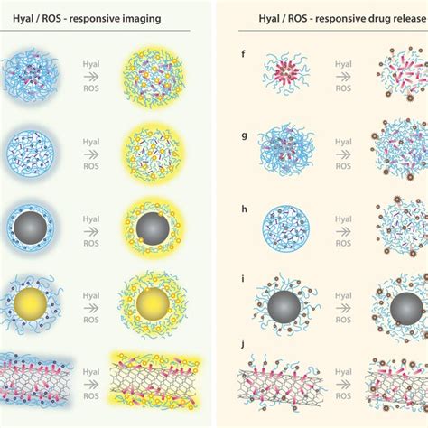 Schematic Illustration Of Hyal Rosresponsive Imaging And Therapy Based