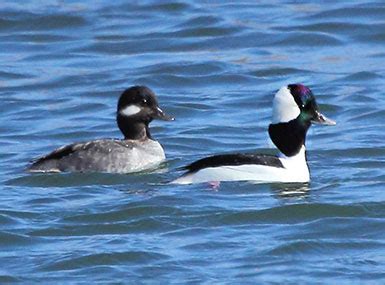 Birds of Acadia National Park (with sounds) - Avian Report