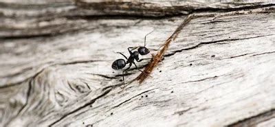 How To Prevent Ants In The Spring Pest Control Boise Idaho Pestcom