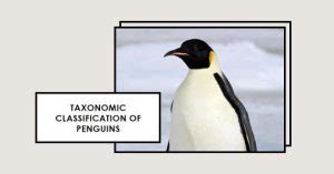 Penguins Scientific Names A Complete Guide