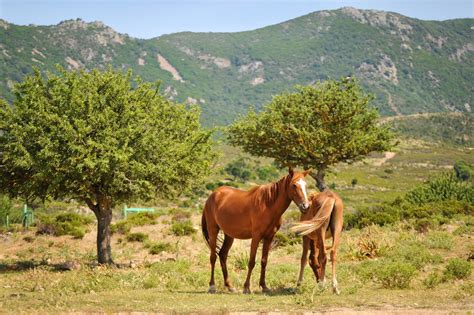 History and Culture | Just Sardinia